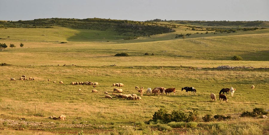 ferme aveyron élevage