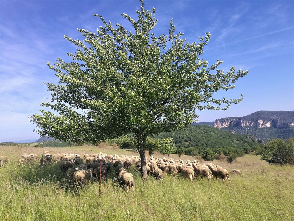 marché paysan brebis agriculture