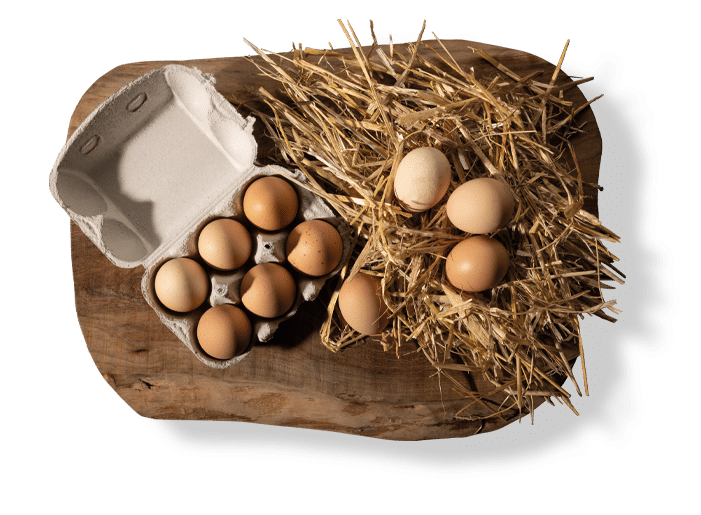oeufs bio paysan
