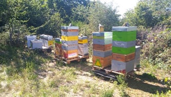 miel artisanal producteur