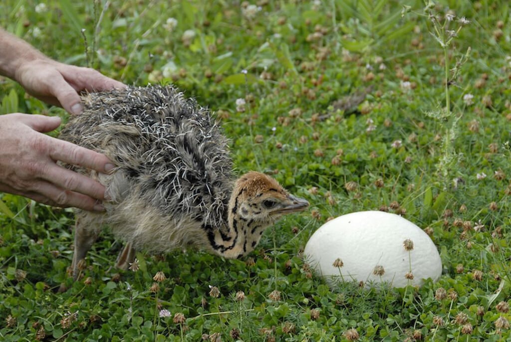 élevage canards aveyron