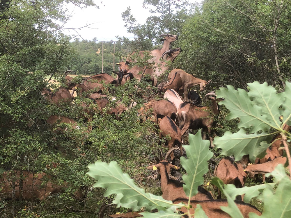 fromages aveyron brebis