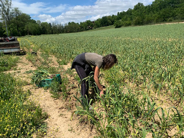 Au Panier d’ici et d’ail’heur
